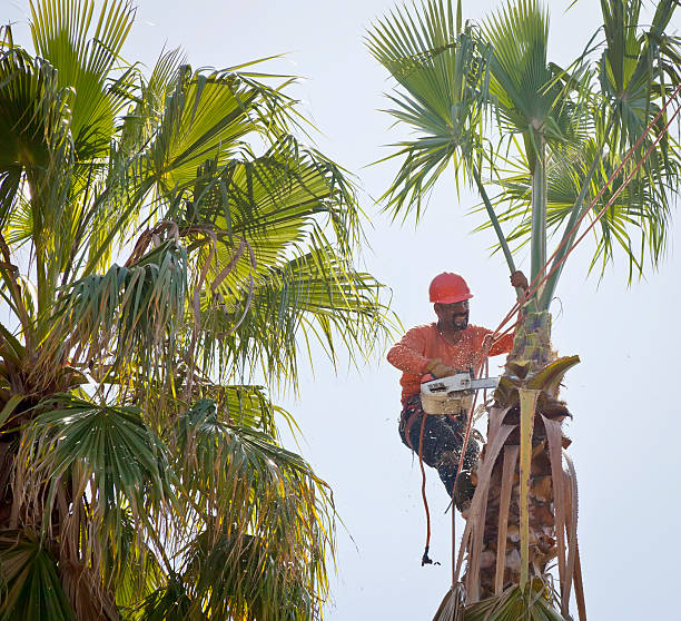 Leaf Removal in South Brooksville, FL