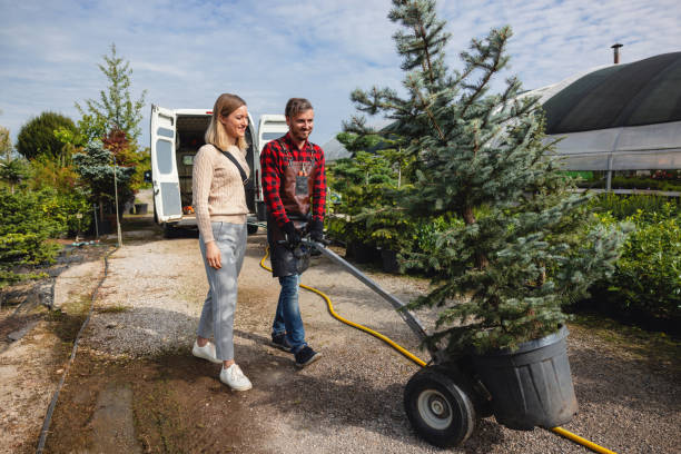 Trusted South Brooksville, FL Tree Removal Experts