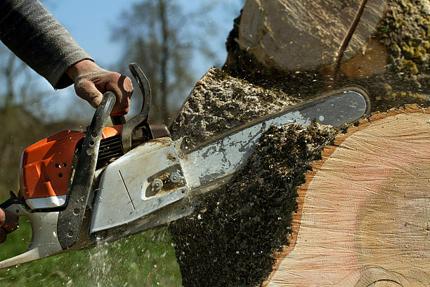 How Our Tree Care Process Works  in  South Brooksville, FL