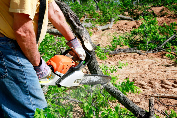 Tree and Shrub Care in South Brooksville, FL